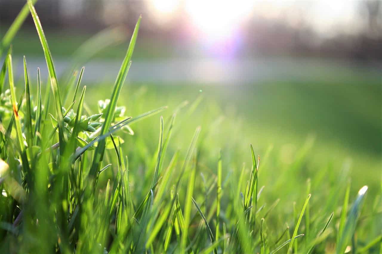 Grass - environmental, social, and governance (ESG) goals